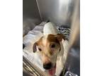 Adopt IVERSON a Parson Russell Terrier, Mixed Breed
