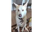 Adopt SAMURAI a Husky, Akita