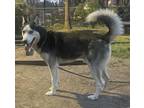 Adopt SEBASTIAN a Siberian Husky