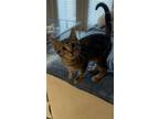 Adopt BABY a Domestic Short Hair