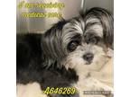 Adopt BRADY a Shih Tzu, Pomeranian