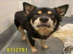 Adopt BEAR a Australian Cattle Dog / Blue Heeler