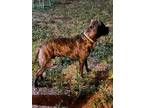 Adopt PREMO a Mastiff