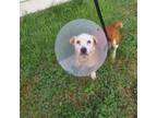 Adopt SNOOPY a Basset Hound