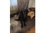 Adopt BABY GALLO a Labrador Retriever