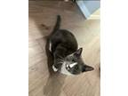 Adopt PHOEBE a Russian Blue, Domestic Short Hair
