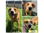 Adopt LOBO a Australian Cattle Dog / Blue Heeler
