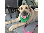 Adopt Mario a Black Mouth Cur, Mixed Breed
