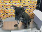 Adopt PEPE a Labrador Retriever, Australian Cattle Dog / Blue Heeler
