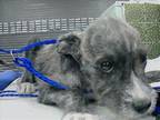 Adopt MINO a Tibetan Terrier, Mixed Breed