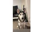 Adopt SCOUT a Siberian Husky