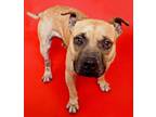 Adopt JJ a Staffordshire Bull Terrier, Shar-Pei