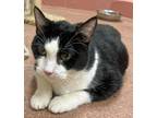 Adopt BUBBA a Domestic Short Hair