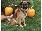Adopt DJANGO a Great Pyrenees, German Shepherd Dog