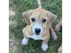 Adopt Stripe a Beagle, Mixed Breed
