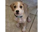 Adopt Bingo a Beagle, Mixed Breed
