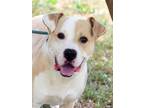 Adopt Wahoo a Labrador Retriever, Hound