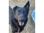 Adopt ALVIN a German Shepherd Dog, Mixed Breed