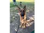 Adopt Carmen a German Shepherd Dog