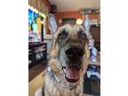 Adopt Jax a German Shepherd Dog