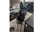 Adopt Remington a German Shepherd Dog