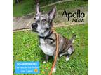 Adopt Apollo a Brindle - with White Shepherd (Unknown Type) / Great Dane / Mixed
