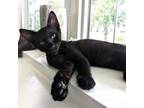 Adopt Sunny's Kitten: Leo a Domestic Short Hair