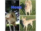 Adopt HOSS ~ $0 ADOPTION FEE THRU 8/31/24!! a Husky, Shepherd