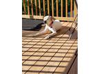 Adopt Bowie a English Pointer