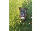 Adopt Achilles a Boxer