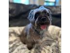 Adopt Milo Kiwi a Poodle
