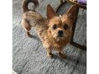 Adopt Handsome a Yorkshire Terrier