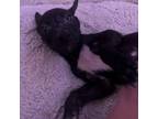 Adopt Ned Nederlanders a Pit Bull Terrier