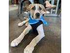 Adopt Mango a Anatolian Shepherd, Great Pyrenees