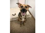 Adopt Mikey a Brown/Chocolate German Shepherd Dog dog in Mandan, ND (37191040)