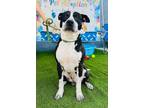 Adopt Whiskey a Australian Cattle Dog / Blue Heeler, Mixed Breed