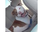 Adopt Yogi a American Staffordshire Terrier