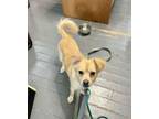 Adopt Skippy a Terrier