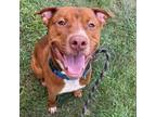 Adopt Brody a Pit Bull Terrier