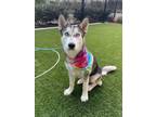Adopt REINER a Husky