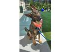 Adopt PANCHO a German Shepherd Dog