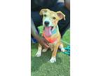Adopt SAYLOR a Labrador Retriever, Pit Bull Terrier