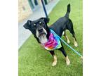 Adopt BARTHOLOMEW a Rottweiler, Australian Kelpie