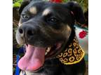 Adopt Tinsel a Black Pit Bull Terrier / Mixed dog in Donalds, SC (34541720)