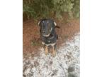 Adopt Zen a Black - with Brown, Red, Golden, Orange or Chestnut German Shepherd
