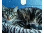 Adopt Holden a Gray, Blue or Silver Tabby Domestic Shorthair (short coat) cat in