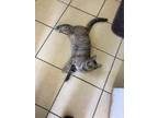 Adopt POSEY! a Calico or Dilute Calico Domestic Shorthair (short coat) cat in