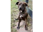 Adopt Lola a Brown/Chocolate American Pit Bull Terrier / Mixed dog in Hollywood