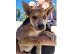 Adopt STEPHEN a Siberian Husky, Mixed Breed