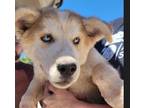Adopt SALVADOR a Siberian Husky, Mixed Breed